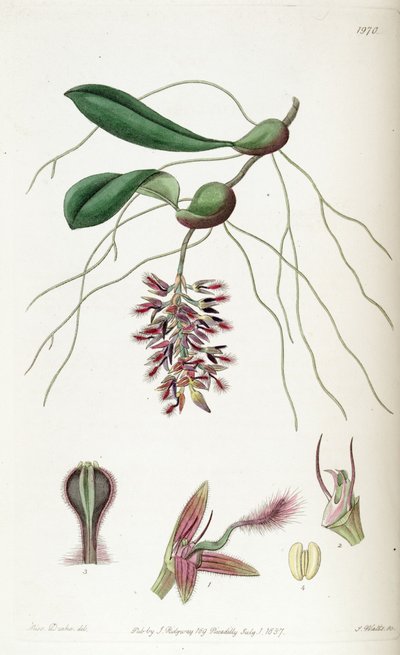 Bulbophyllum saltatorium (geschrieben als Bolbophyllum saltatorium) von Miss Drake